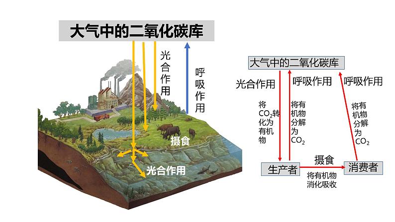 高中生物人教版（2019）选择性必修二3.3生态系统的物质循环（第一课时）课件第6页