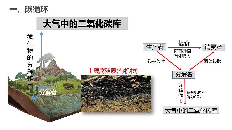 高中生物人教版（2019）选择性必修二3.3生态系统的物质循环（第一课时）课件第7页