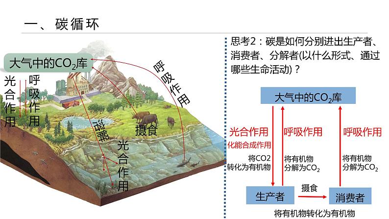 高中生物人教版（2019）选择性必修二3.3生态系统的物质循环 课件第4页