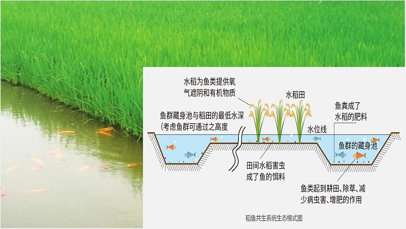 高中生物人教版（2019）选择性必修二3.2生态系统的能量流动    课件02