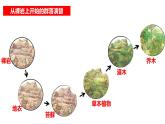 高中生物人教版（2019）选择性必修二2.3群落的演替 课件