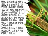 高中生物人教版（2019）选择性必修二1.3影响种群数量变化的因素 课件