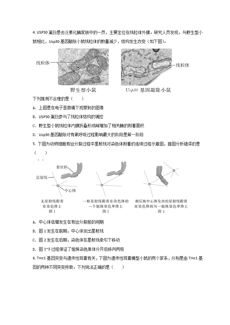 2022北京东城区高三下学期一模考试生物试题含答案02
