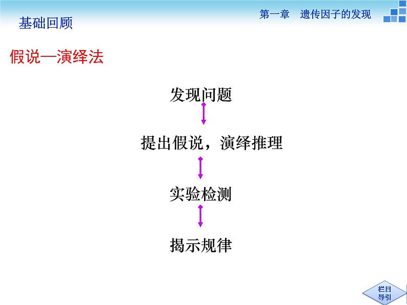 人教新课标高中生物必修二  1.2孟德尔的豌豆杂交实验（二）课件03