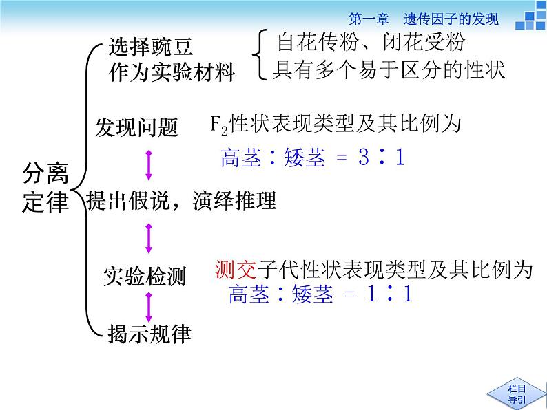 人教新课标高中生物必修二  1.2孟德尔的豌豆杂交实验（二）课件04