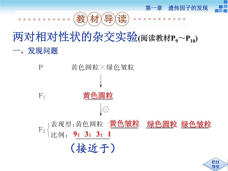 人教新课标高中生物必修二  1.2孟德尔的豌豆杂交实验（二）课件05