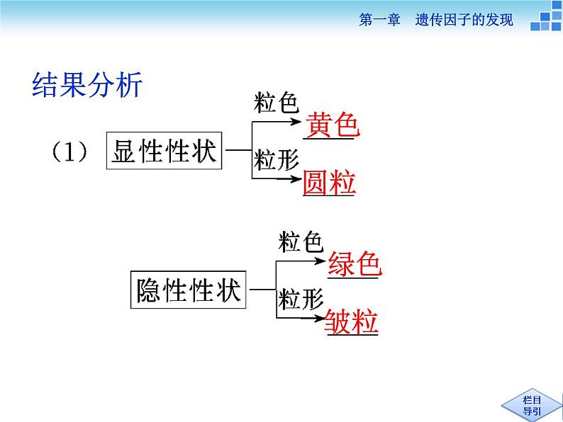 人教新课标高中生物必修二  1.2孟德尔的豌豆杂交实验（二）课件06