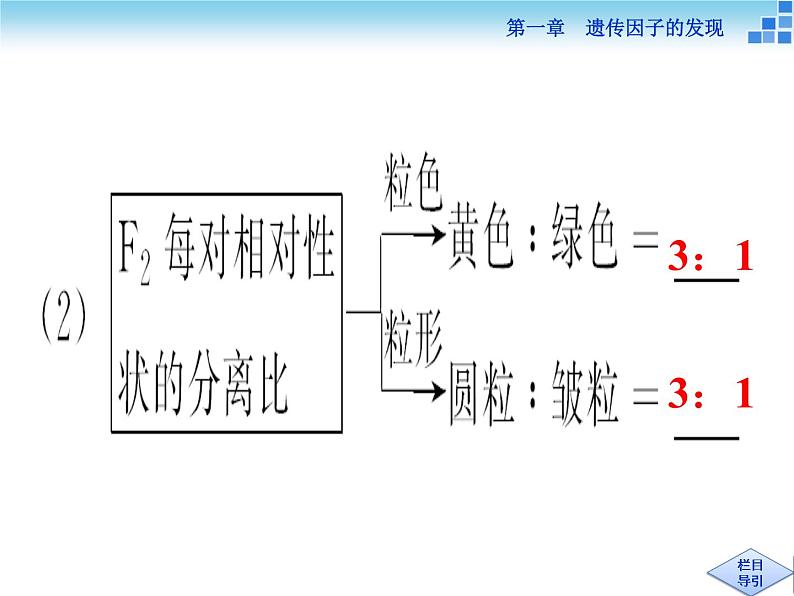 人教新课标高中生物必修二  1.2孟德尔的豌豆杂交实验（二）课件07