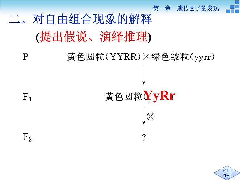 人教新课标高中生物必修二  1.2孟德尔的豌豆杂交实验（二）课件08