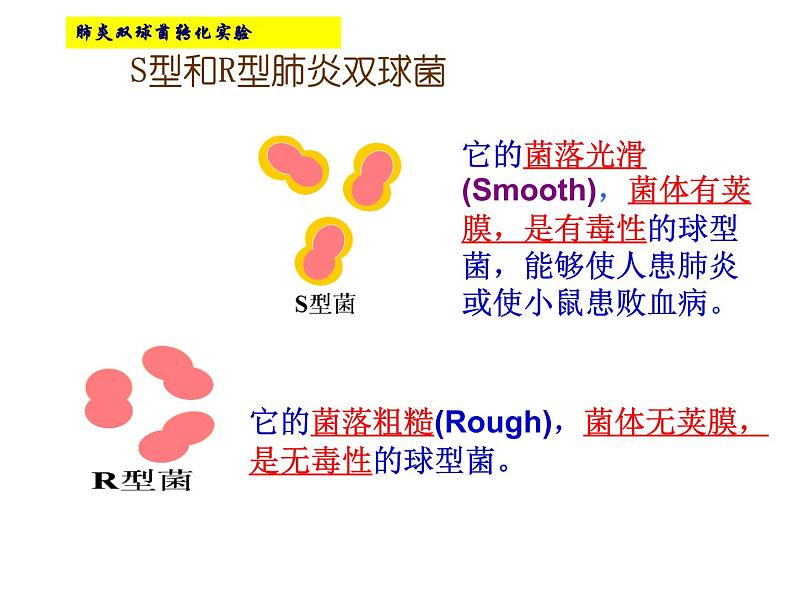 人教新课标高中生物必修二  3.1DNA是主要的遗传物质 课件05