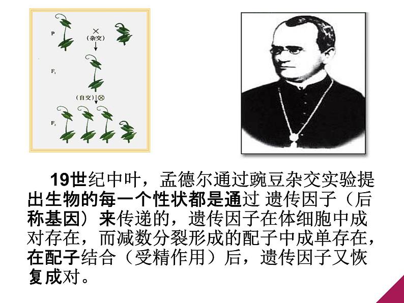 人教新课标高中生物必修二  3.1DNA是主要的遗传物质 课件02