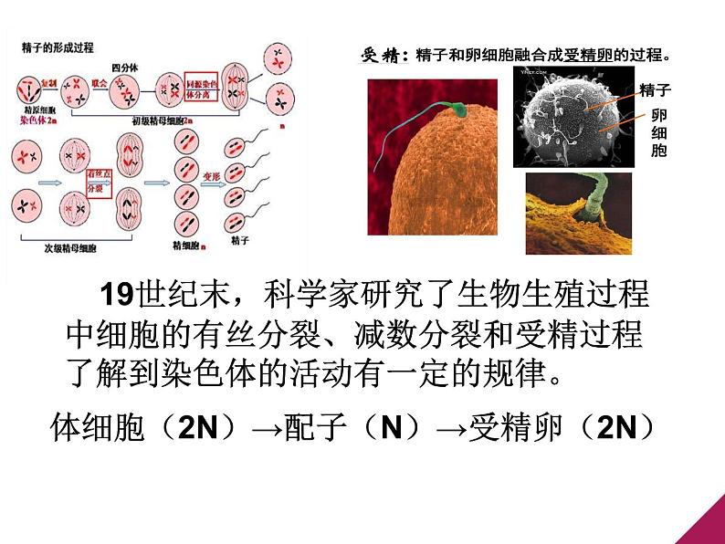 人教新课标高中生物必修二  3.1DNA是主要的遗传物质 课件03