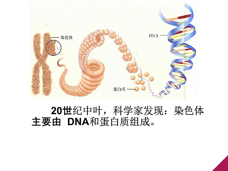 人教新课标高中生物必修二  3.1DNA是主要的遗传物质 课件06