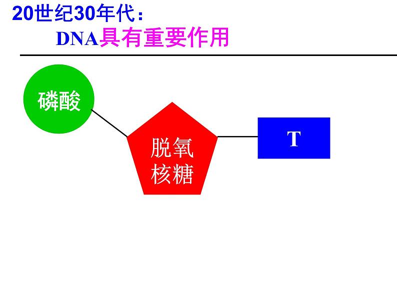 人教新课标高中生物必修二  3.1DNA是主要的遗传物质 课件08