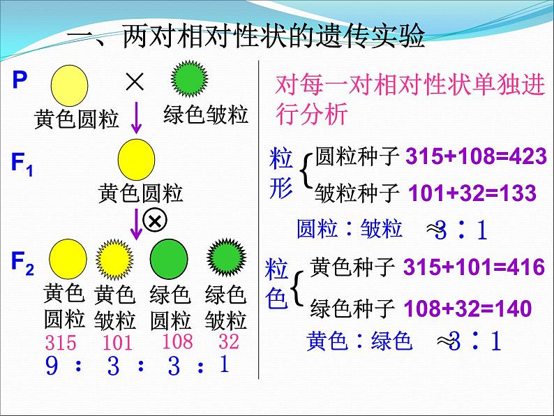 人教新课标高中生物必修二  1.2孟德尔的豌豆杂交实验（二）课件02