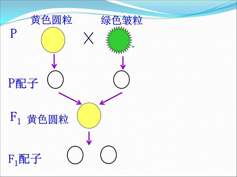 人教新课标高中生物必修二  1.2孟德尔的豌豆杂交实验（二）课件03