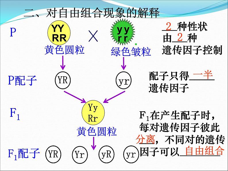 人教新课标高中生物必修二  1.2孟德尔的豌豆杂交实验（二）课件05