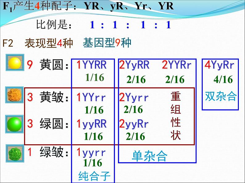 人教新课标高中生物必修二  1.2孟德尔的豌豆杂交实验（二）课件06