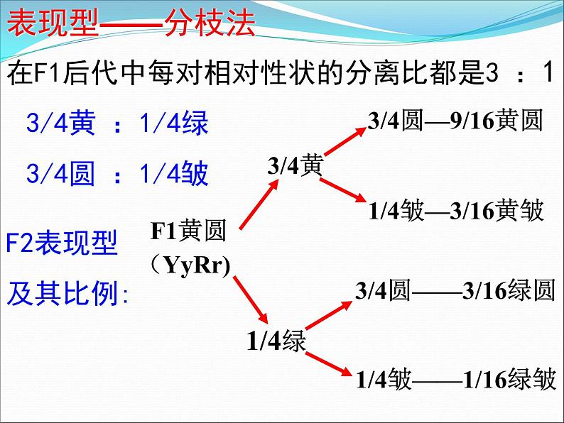 人教新课标高中生物必修二  1.2孟德尔的豌豆杂交实验（二）课件07