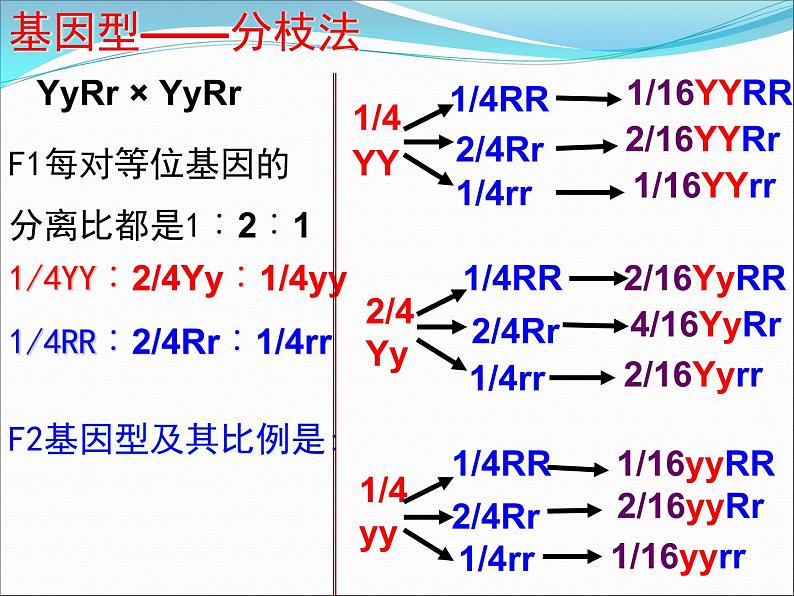 人教新课标高中生物必修二  1.2孟德尔的豌豆杂交实验（二）课件08