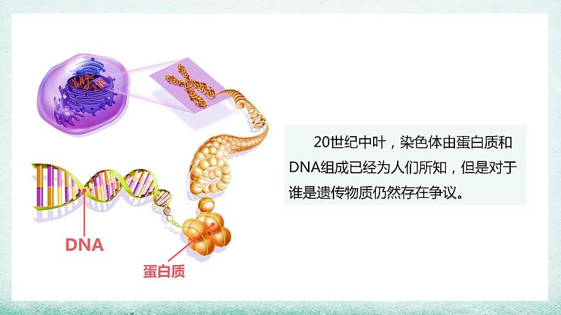 3.1DNA是主要的遗传物质(1)课件2021-2022学年高一下学期生物人教版必修206