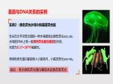 3.4基因通常是有遗传效应的DNA片段课件2021-2022学年高一下学期生物人教版必修2