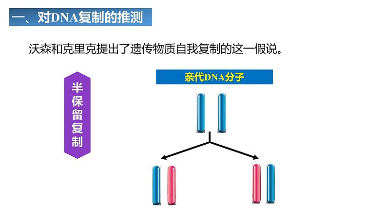 3.3DNA的复制课件2021-2022学年高一下学期生物人教版必修2第3页