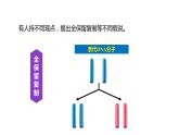 3.3DNA的复制课件2021-2022学年高一下学期生物人教版必修2