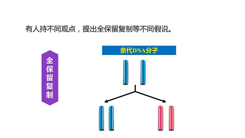 3.3DNA的复制课件2021-2022学年高一下学期生物人教版必修2第4页