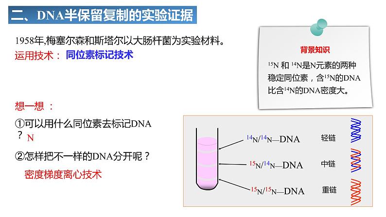 3.3DNA的复制课件2021-2022学年高一下学期生物人教版必修2第7页