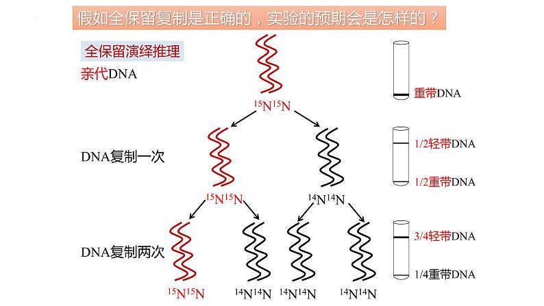 3.3DNA的复制课件2021-2022学年高一下学期生物人教版必修2第8页