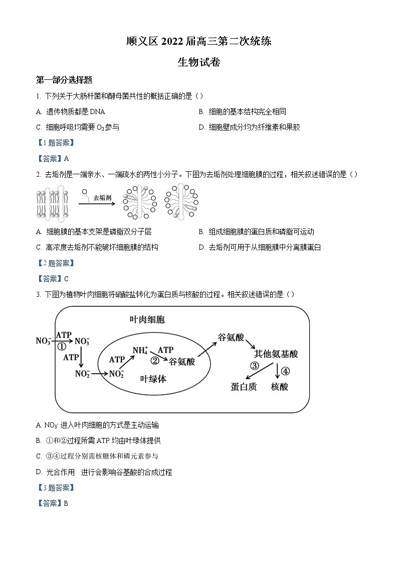 北京市顺义区2021-2022学年高三下学期第二次统练 生物试题 Word版含答案01