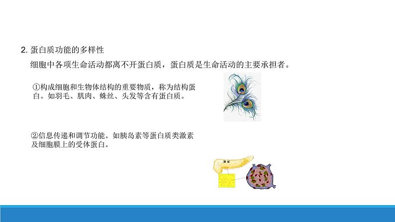 第二章 第4节蛋白质是生命活动的主要承担者课件PPT第3页