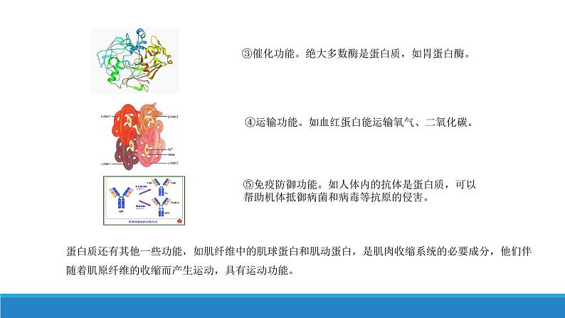 第二章 第4节蛋白质是生命活动的主要承担者课件PPT第4页