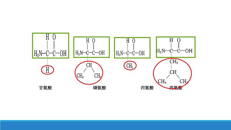 第二章 第4节蛋白质是生命活动的主要承担者课件PPT第6页