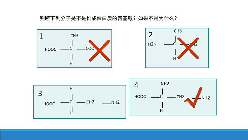 第二章 第4节蛋白质是生命活动的主要承担者课件PPT第7页