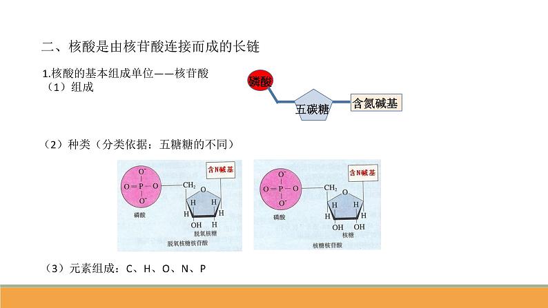 第二章 第5节核酸是遗传信息的携带者课件PPT第4页