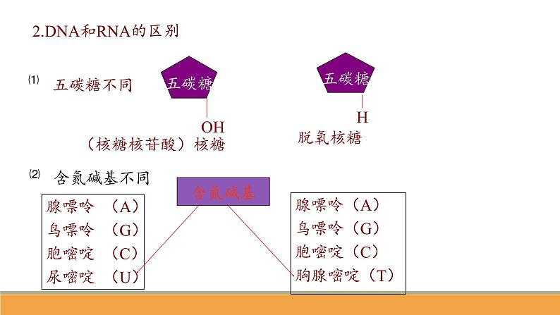 第二章 第5节核酸是遗传信息的携带者课件PPT第6页