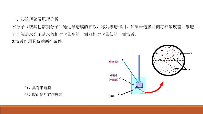 第四章 第1节被动运输（1）课件PPT第4页