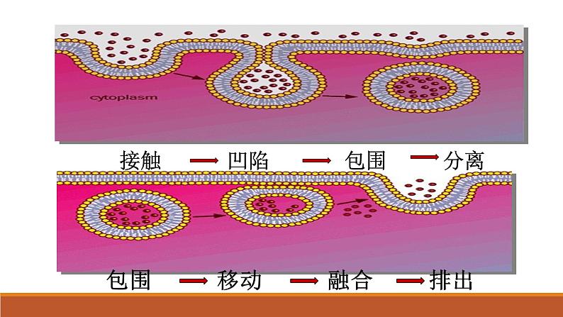 第四章 第2节主动运输与胞吞、胞吐课件PPT06