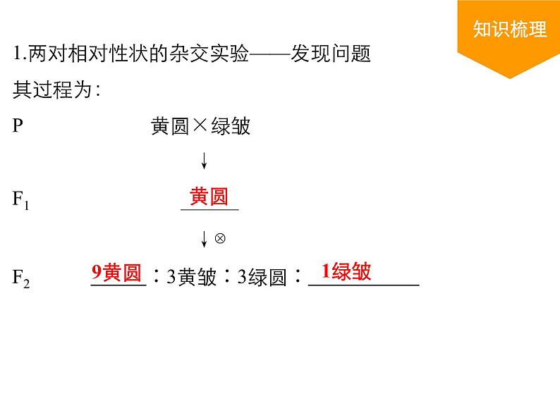 人教新课标高中生物必修二  1.2孟德尔的豌豆杂交实验（二）课件04