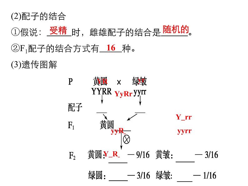 人教新课标高中生物必修二  1.2孟德尔的豌豆杂交实验（二）课件06