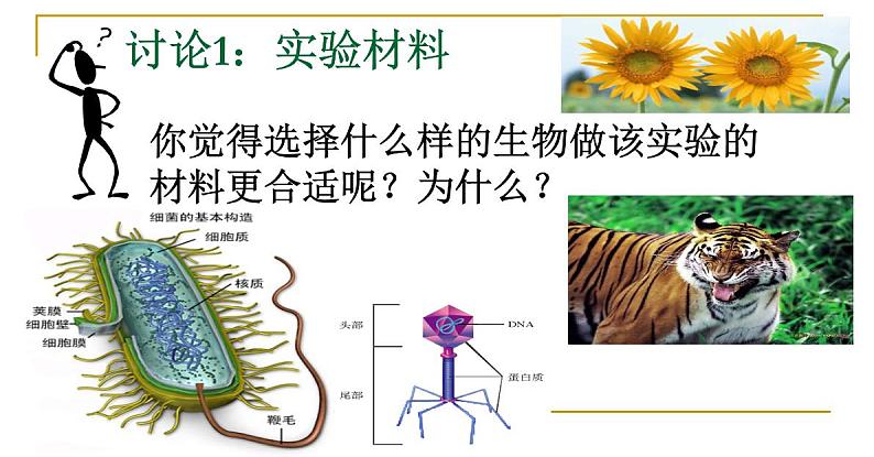 人教新课标高中生物必修二  3.1DNA是主要的遗传物质 课件第3页