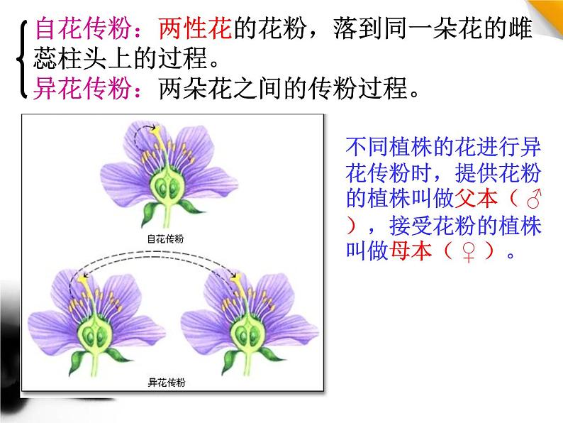 人教新课标高中生物必修二  1.1孟德尔的豌豆杂交实验（一）课件第7页