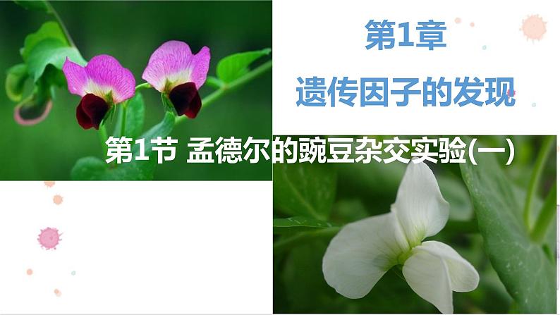 人教新课标高中生物必修二  1.1孟德尔的豌豆杂交实验（一）课件01