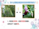 人教新课标高中生物必修二  1.1孟德尔的豌豆杂交实验（一）课件