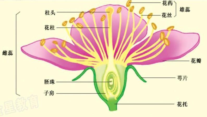 人教新课标高中生物必修二  1.1孟德尔的豌豆杂交实验（一）课件06