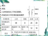 高考生物专题复习 遗传的基本规律专题复习课件PPT