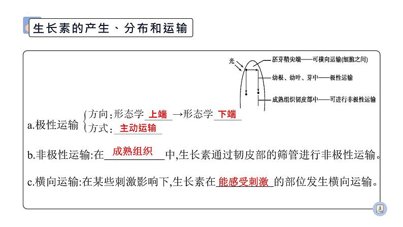 2022届高三生物二轮复习课件：专题十一植物的激素调节第6页