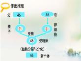 2.1减数分裂课件PPT